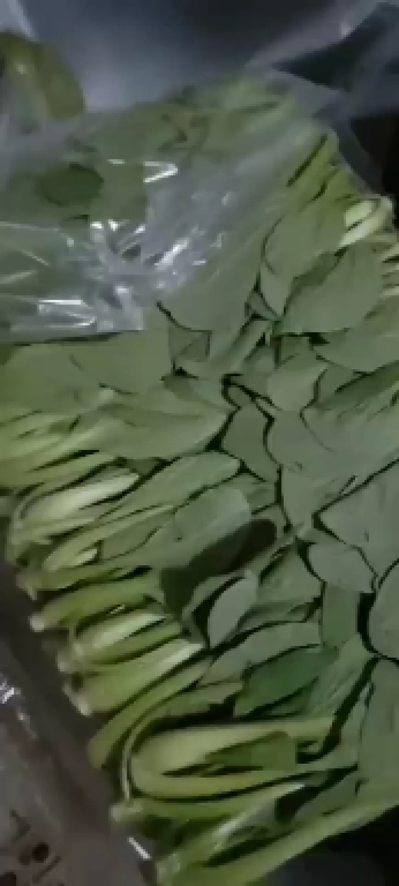 【精选】太和上海青，大量供应各类商超，食堂，市场