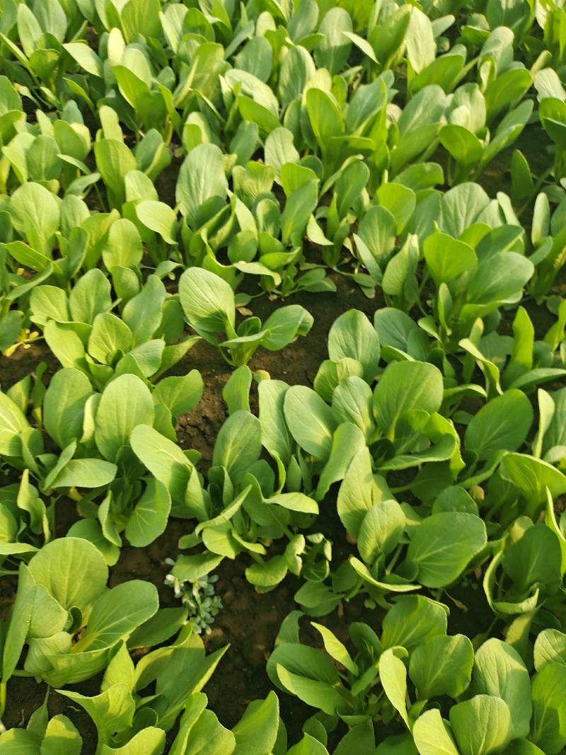 【精选】太和上海青，大量供应各类商超，食堂，市场