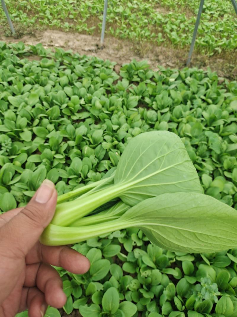 【精选】太和上海青，大量供应各类商超，食堂，市场