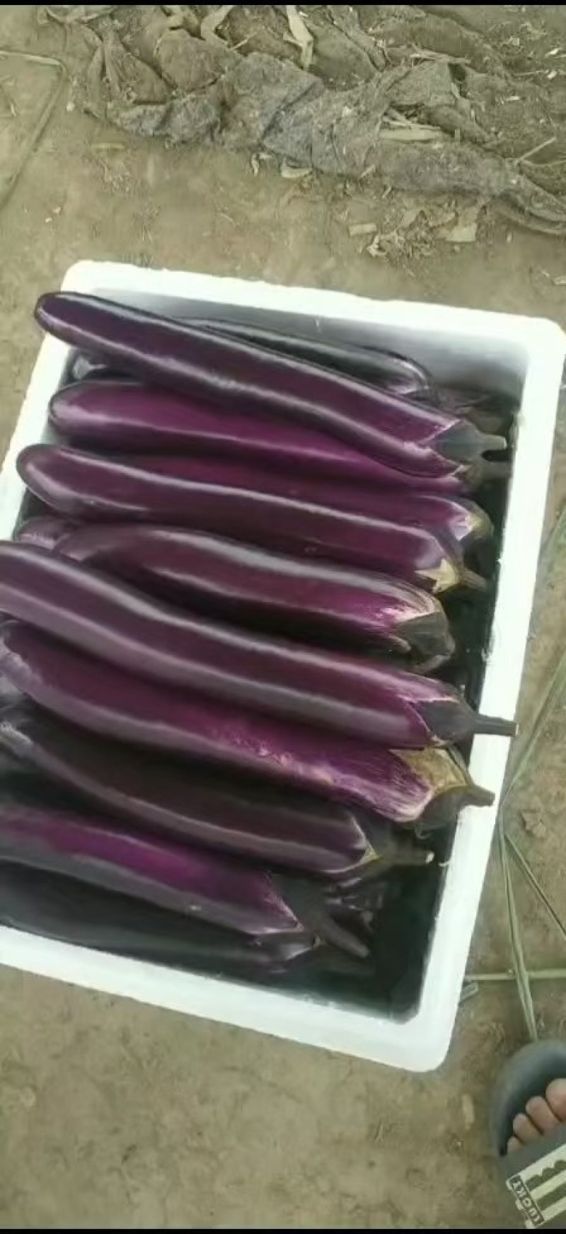 广茄大量上市中货量充足，支持全国各地发货