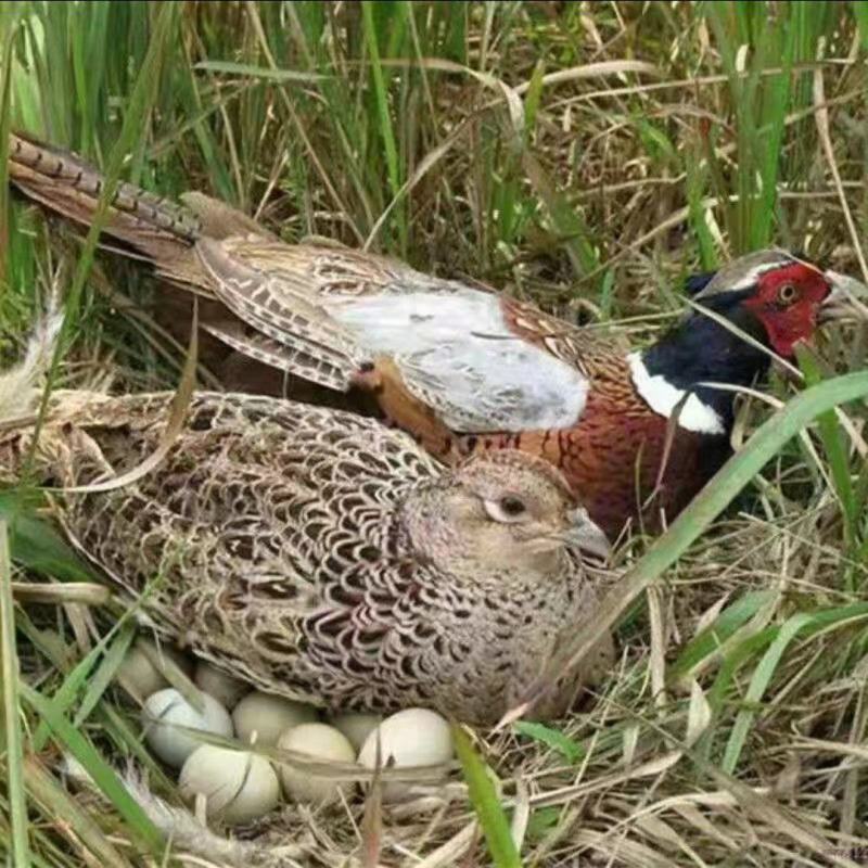 家养野鸡