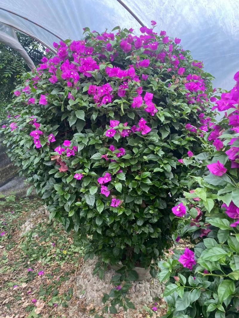 本苗圃长期供应精品三角梅，量大从优，质优价廉