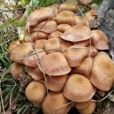 野生蘑菇