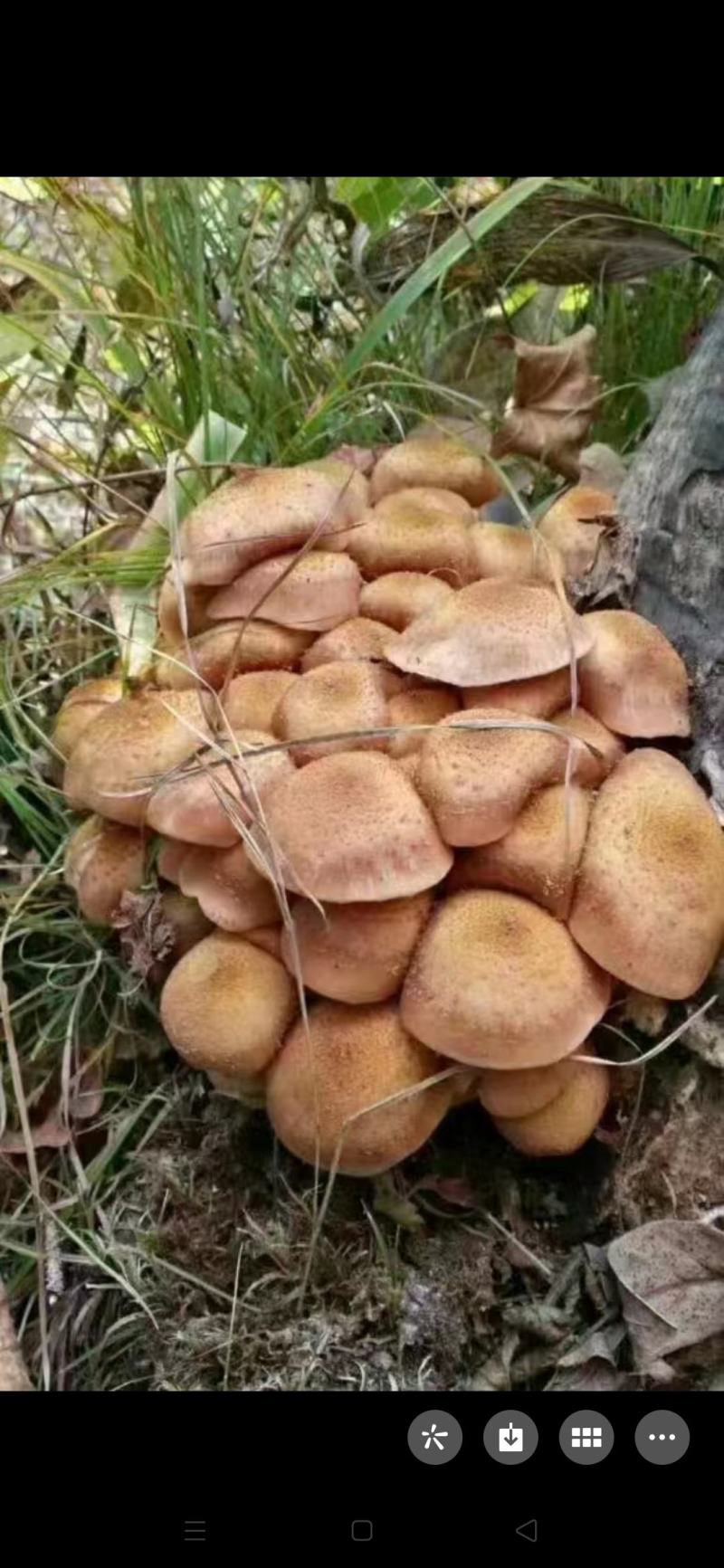 野生蘑菇