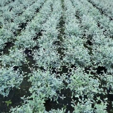 本苗圃长期供应精品花镜植物水果兰，量大从优，质优价廉