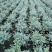 本苗圃长期供应精品花镜植物水果兰，量大从优，质优价廉