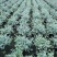 本苗圃长期供应精品花镜植物水果兰，量大从优，质优价廉