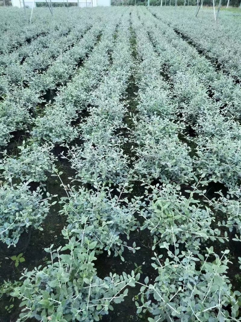 本苗圃长期供应精品花镜植物水果兰，量大从优，质优价廉