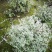 本苗圃长期供应精品花镜植物水果兰，量大从优，质优价廉
