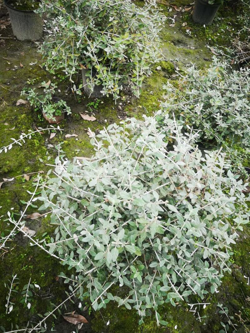 本苗圃长期供应精品花镜植物水果兰，量大从优，质优价廉