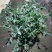本苗圃长期供应精品花镜植物水果兰，量大从优，质优价廉