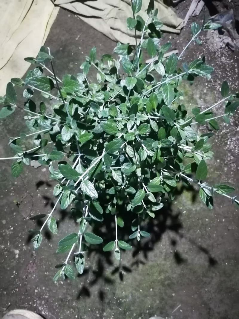 本苗圃长期供应精品花镜植物水果兰，量大从优，质优价廉