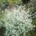 本苗圃长期供应精品花镜植物水果兰，量大从优，质优价廉