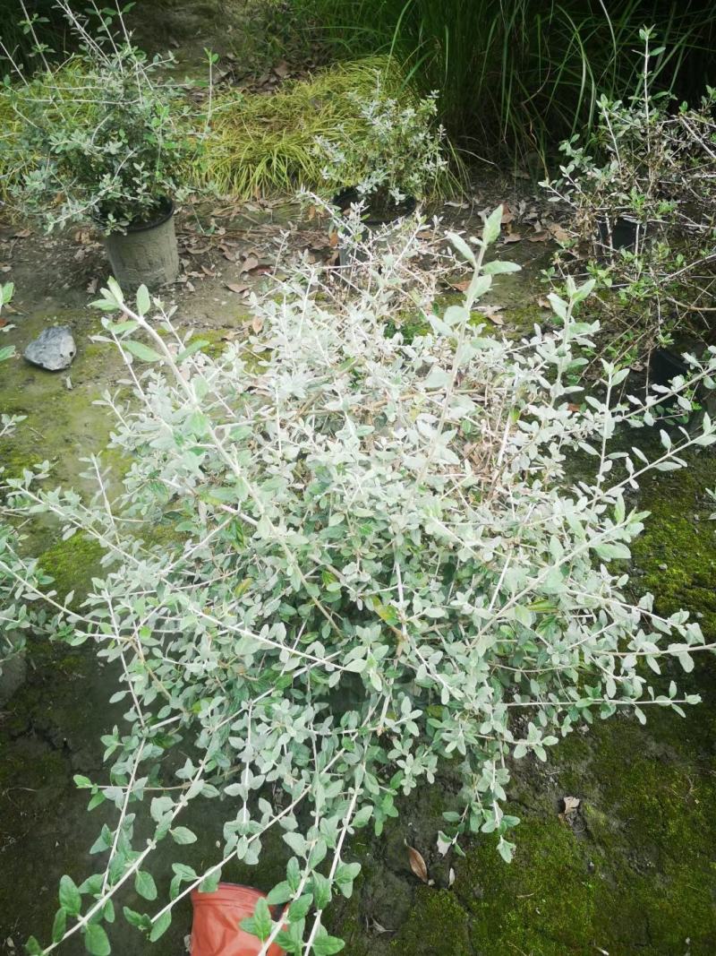 本苗圃长期供应精品花镜植物水果兰，量大从优，质优价廉