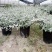本苗圃长期供应精品花镜植物水果兰，量大从优，质优价廉
