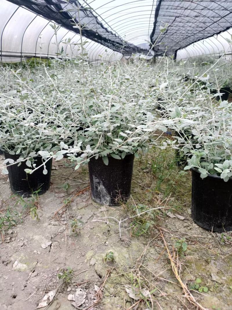 本苗圃长期供应精品花镜植物水果兰，量大从优，质优价廉
