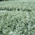 本苗圃长期供应精品花镜植物水果兰，量大从优，质优价廉
