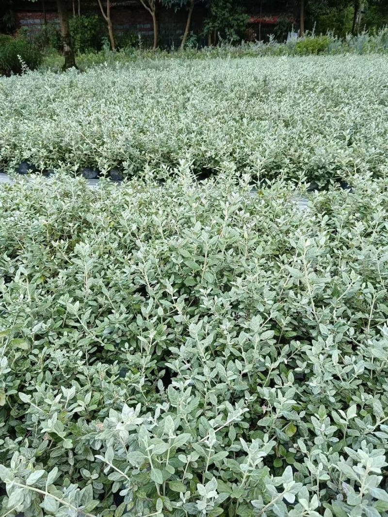 本苗圃长期供应精品花镜植物水果兰，量大从优，质优价廉