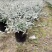 本苗圃长期供应精品花镜植物水果兰，量大从优，质优价廉