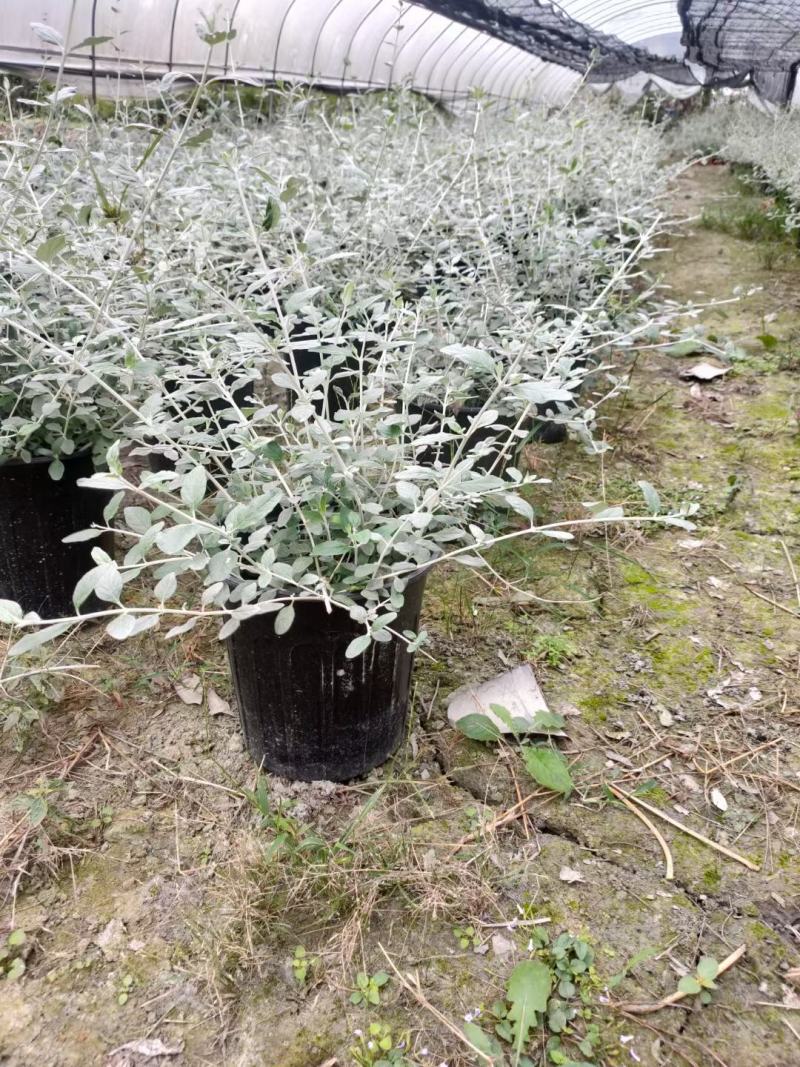 本苗圃长期供应精品花镜植物水果兰，量大从优，质优价廉