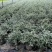 本苗圃长期供应精品花镜植物水果兰，量大从优，质优价廉