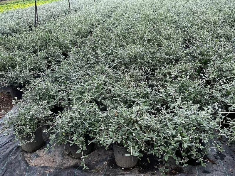 本苗圃长期供应精品花镜植物水果兰，量大从优，质优价廉