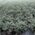 本苗圃长期供应精品花镜植物水果兰，量大从优，质优价廉