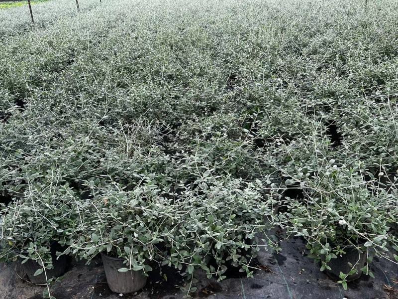 本苗圃长期供应精品花镜植物水果兰，量大从优，质优价廉