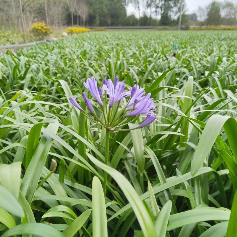 本苗圃常年供应精品花镜植物百子莲，规格齐全，量大从优