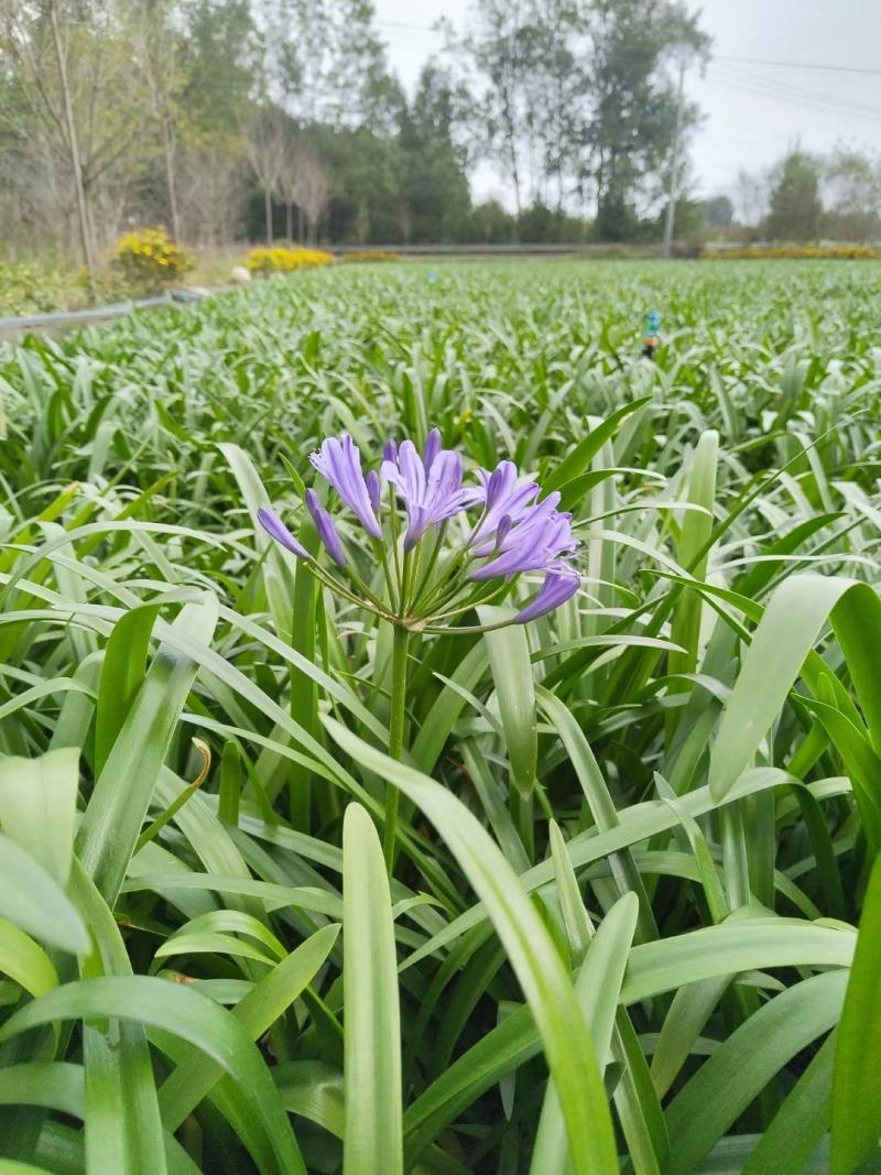本苗圃常年供应精品花镜植物百子莲，规格齐全，量大从优