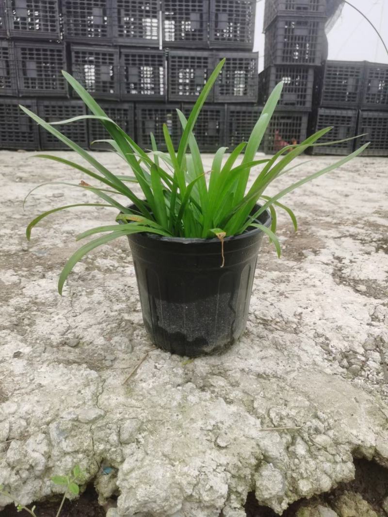 本苗圃常年供应精品花镜植物百子莲，规格齐全，量大从优