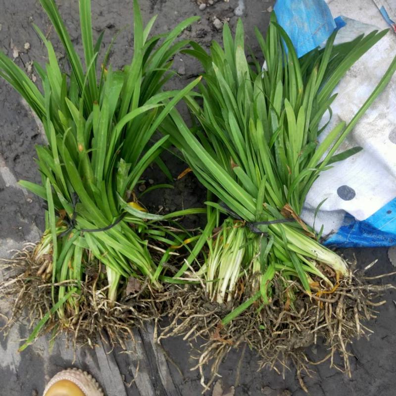 本苗圃常年供应精品花镜植物百子莲，规格齐全，量大从优