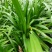 本苗圃常年供应精品花镜植物百子莲，规格齐全，量大从优