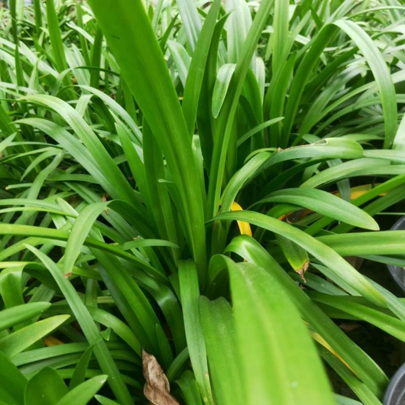 本苗圃常年供应精品花镜植物百子莲，规格齐全，量大从优