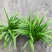 本苗圃常年供应精品花镜植物百子莲，规格齐全，量大从优