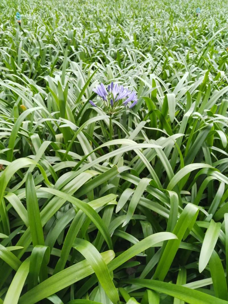 本苗圃常年供应精品花镜植物百子莲，规格齐全，量大从优