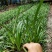 本苗圃常年供应精品花镜植物百子莲，规格齐全，量大从优