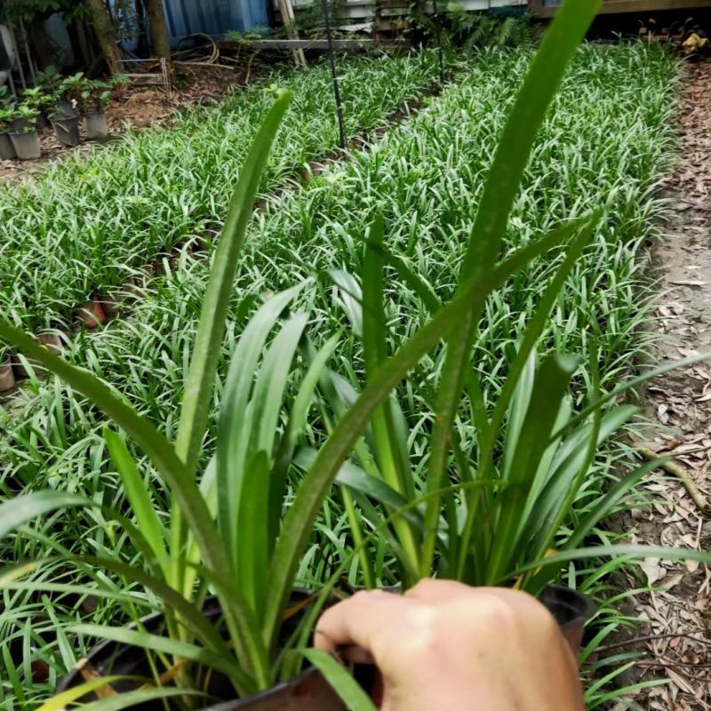 本苗圃常年供应精品花镜植物百子莲，规格齐全，量大从优