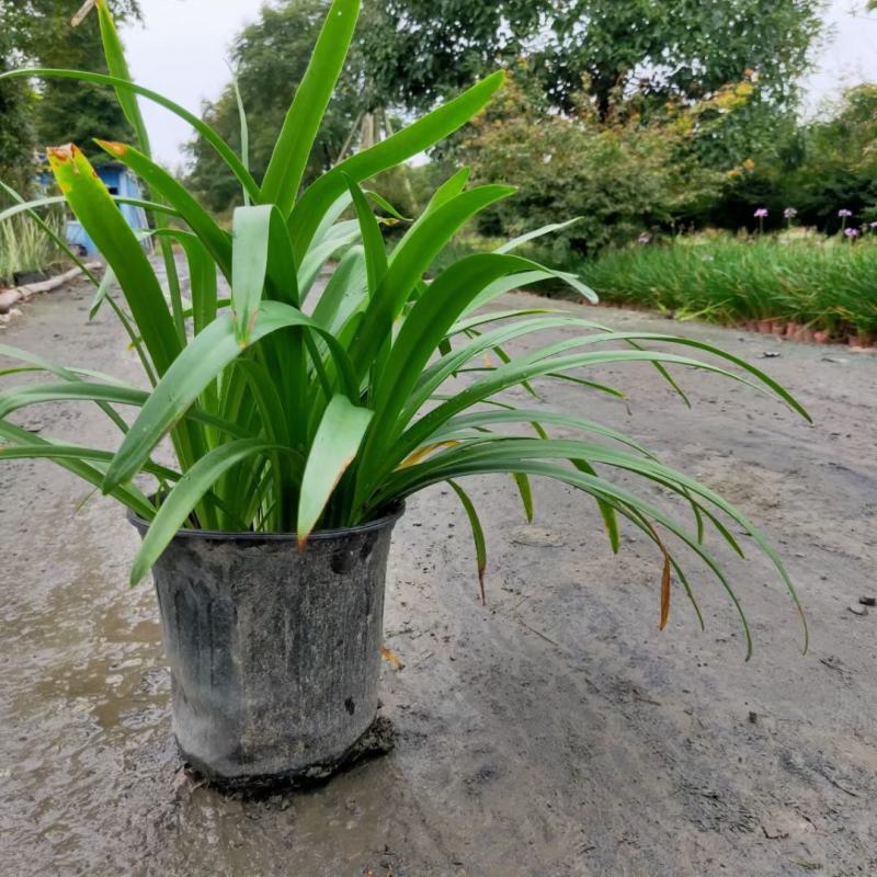 本苗圃常年供应精品花镜植物百子莲，规格齐全，量大从优