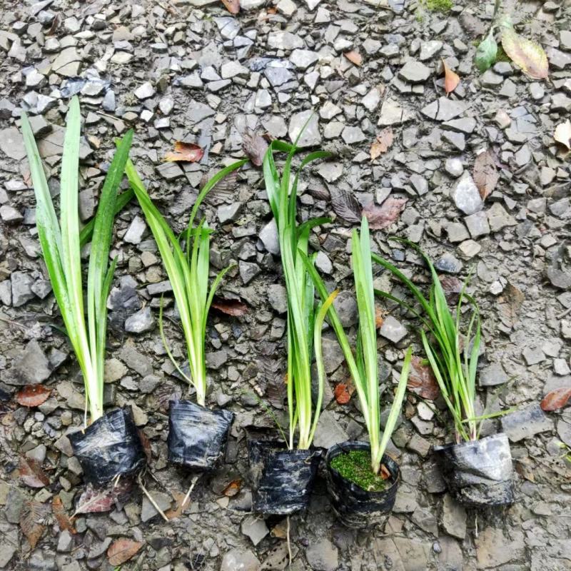 本苗圃常年供应精品花镜植物百子莲，规格齐全，量大从优