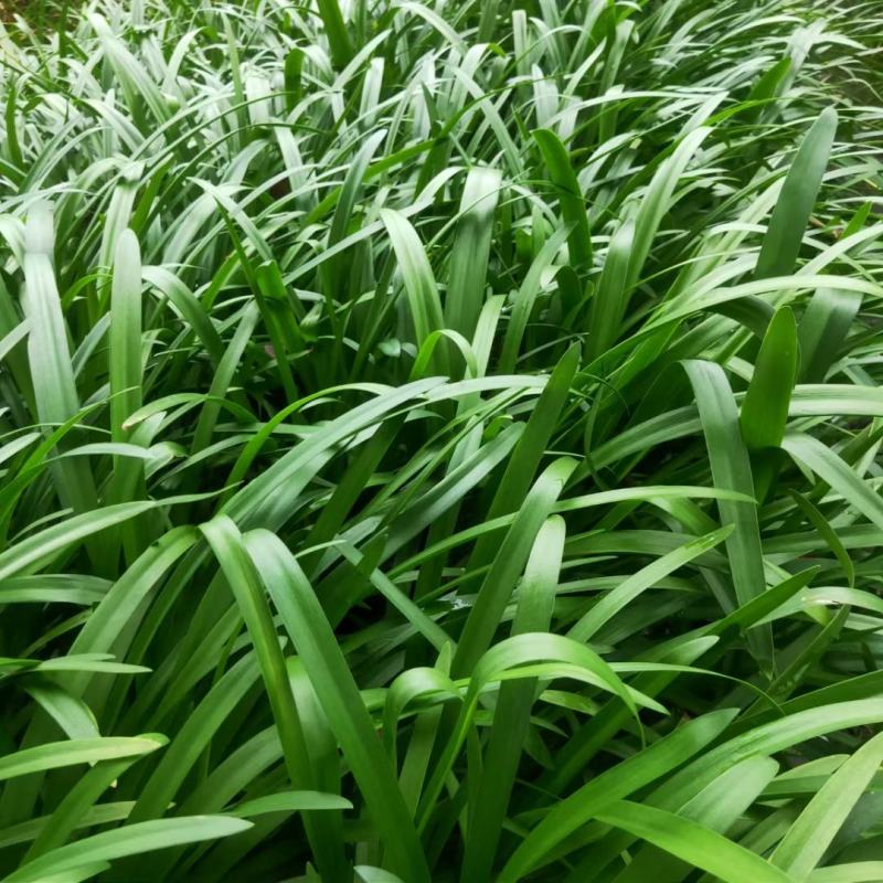 本苗圃常年供应精品花镜植物百子莲，规格齐全，量大从优