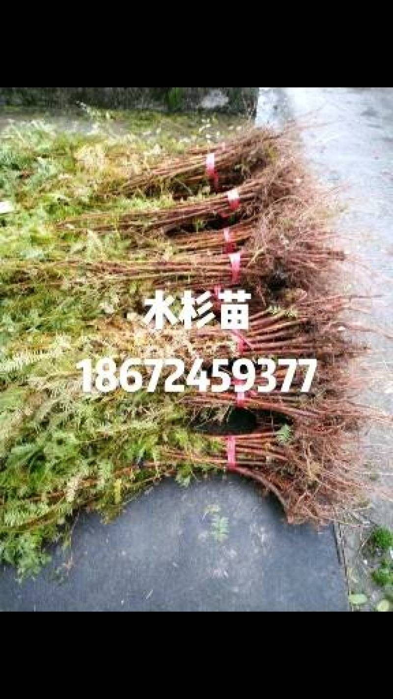 水杉苗，优质水杉树苗，基地直发，大小规格齐全，货源充足