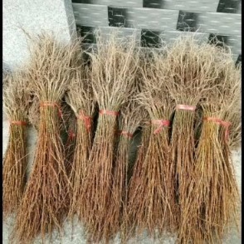 水杉苗，优质水杉树苗，基地直发，大小规格齐全，货源充足