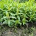 本苗圃常年供应精品水生植物千屈菜，量大从优，质优价廉