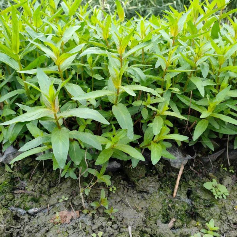 本苗圃常年供应精品水生植物千屈菜，量大从优，质优价廉