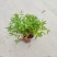 本苗圃常年供应精品水生植物千屈菜，量大从优，质优价廉