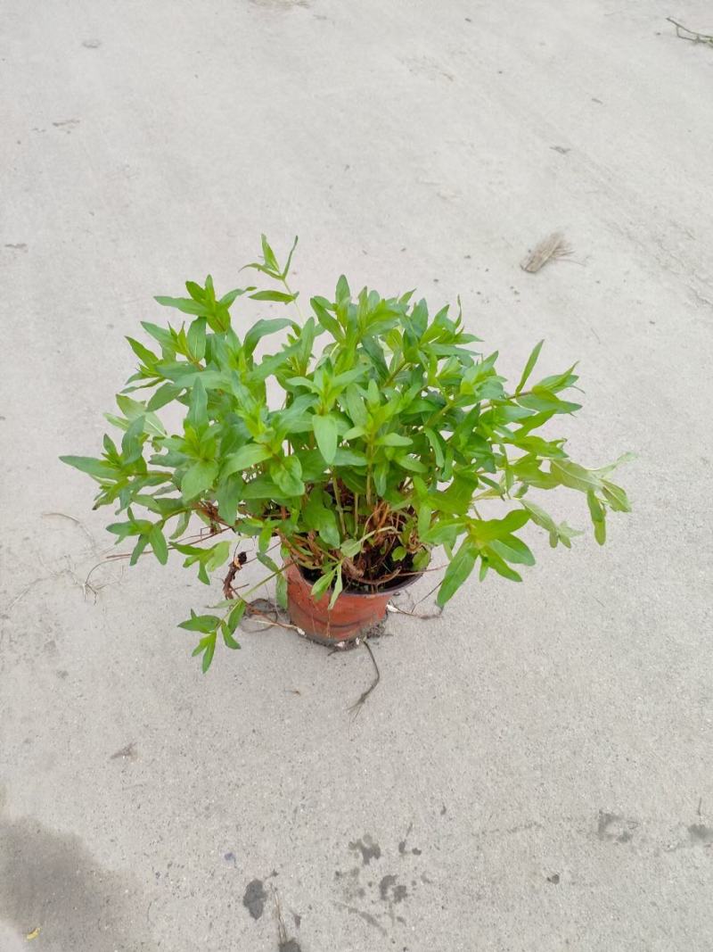 本苗圃常年供应精品水生植物千屈菜，量大从优，质优价廉