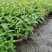 本苗圃常年供应精品水生植物千屈菜，量大从优，质优价廉