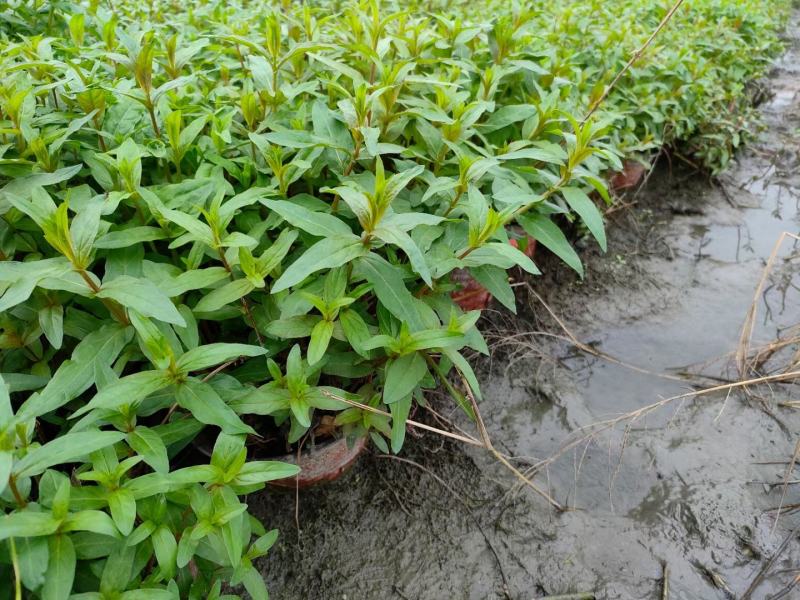 本苗圃常年供应精品水生植物千屈菜，量大从优，质优价廉
