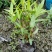 本苗圃常年供应精品水生植物千屈菜，量大从优，质优价廉